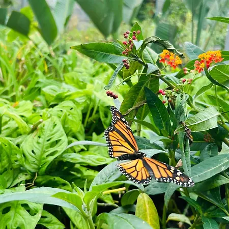 Nyaraló Tenerife - Authentisches Kanarisches Haus Mit Traumblick, Tropischem Garten Und Sauna