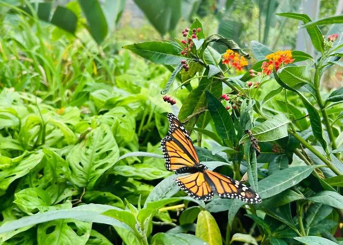 Holiday home Tenerife - Authentisches Kanarisches Haus Mit Traumblick, Tropischem Garten Und Sauna