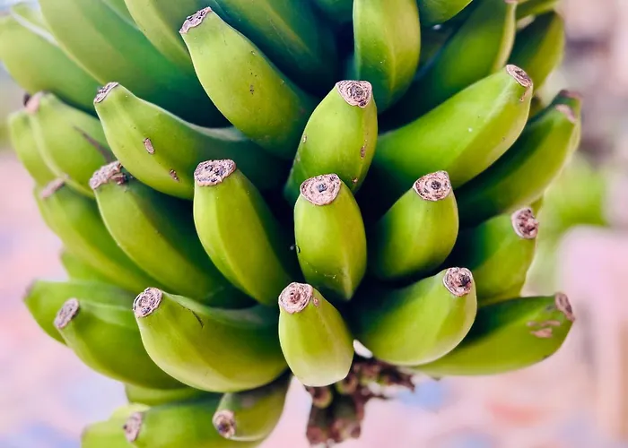 Holiday home Tenerife - Authentisches Kanarisches Haus Mit Traumblick, Tropischem Garten Und Sauna